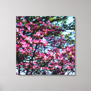 Pink flowering dogwood tree photo canvas print