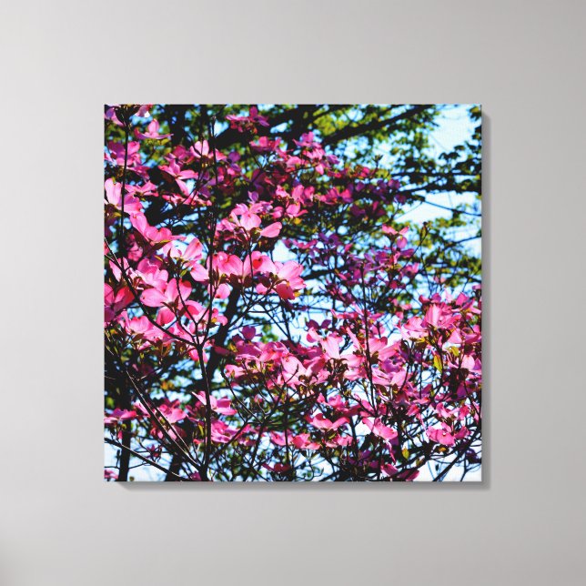 Pink flowering dogwood tree photo canvas print (Front)
