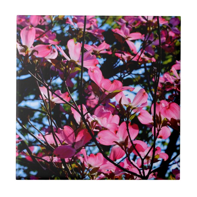 Pink flowering dogwood tree photo ceramic tile (Front)