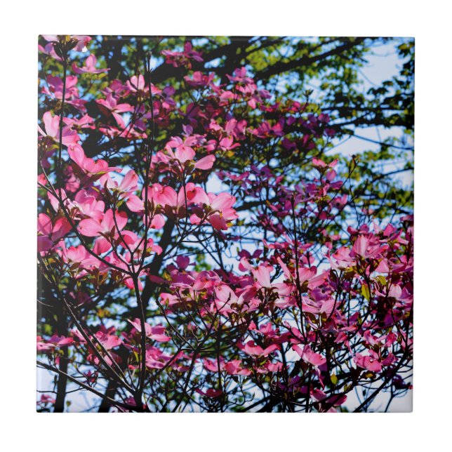 Pink flowering dogwood tree photo tile (Front)