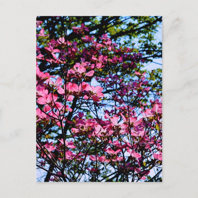 Pink flowering Dogwood tree Postcard (Front)