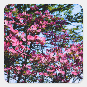 Pink flowering Dogwood tree Square Sticker