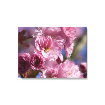 Pink Flowering Japanese Cherry Blossoms Wall Art