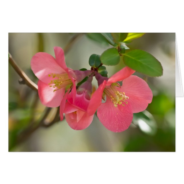 Pink Flowering Quince Glow (Front Horizontal)