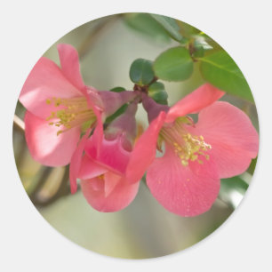 Pink Flowering Quince Glow Classic Round Sticker