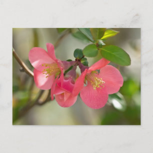 Pink Flowering Quince Glow Postcard