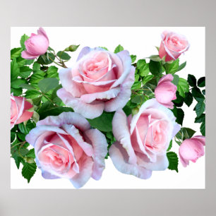 Pink Flowering Rose Poster
