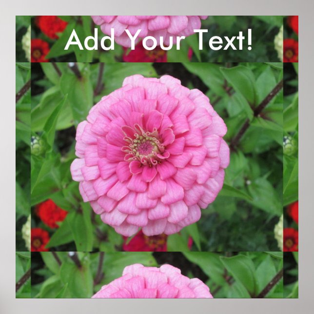 Pink Flowering Zinnia Poster (Front)
