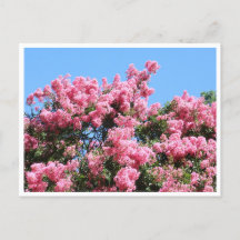 Pink Flowers Against a Blue Sky Botanical Postcard