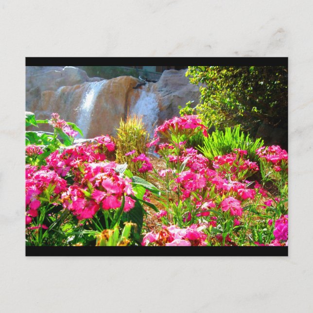 Pink Flowers and Waterfall Postcard (Front)
