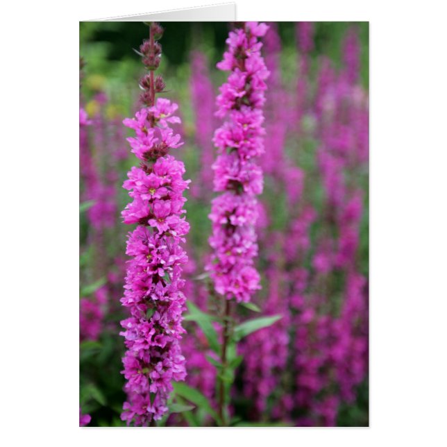 Pink flowers blank card (Front)