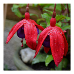 Pink Flowers Blossoms Love Destiny Shower Poster