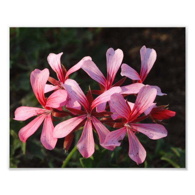 Pink Flowers Blossoms Photo Paper Print (Front)