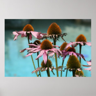 Pink Flowers by the Water Poster