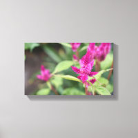 Pink Flowers Celosia Garden Nature Photography