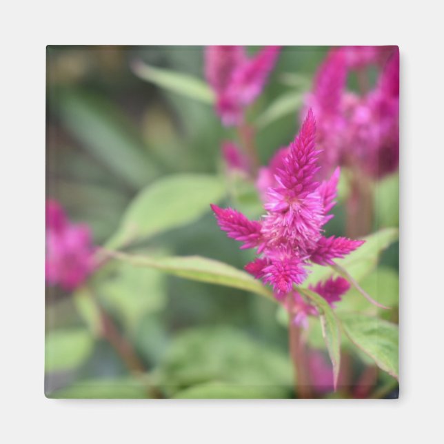 Pink Flowers Celosia Garden Nature Photography Magnet (Front)