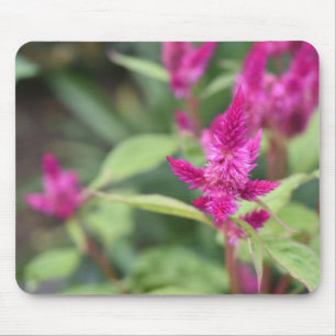 Pink Flowers Celosia Garden Nature Photography Mouse Mat