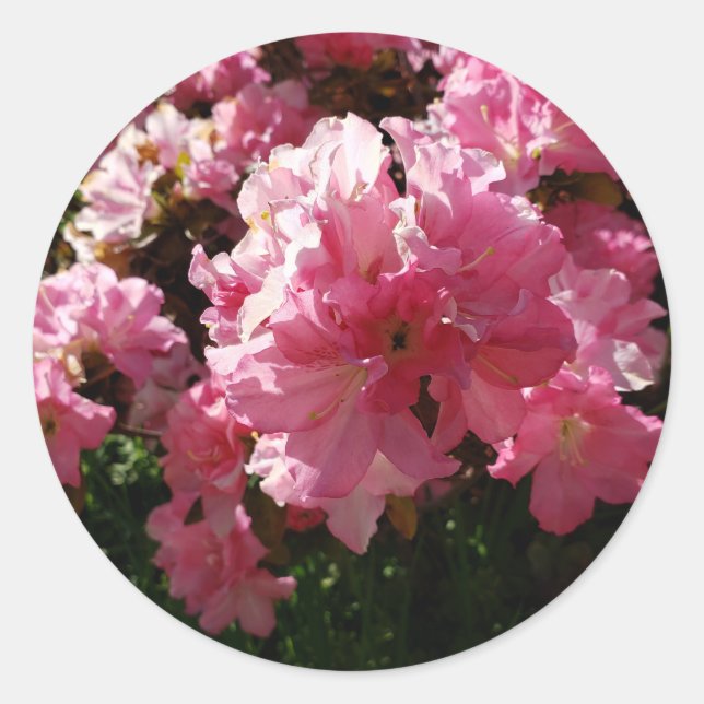 Pink Flowers Classic Round Sticker (Front)