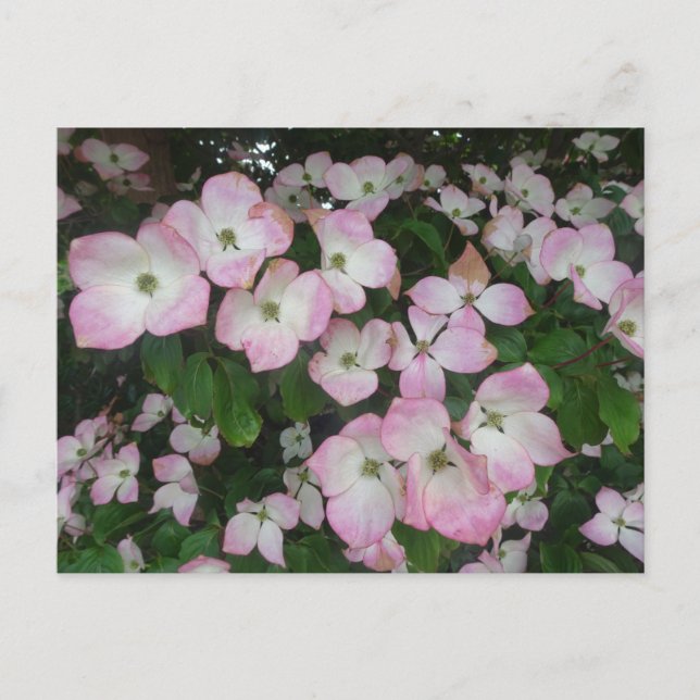 Pink Flowers DIY Postcard (Front)