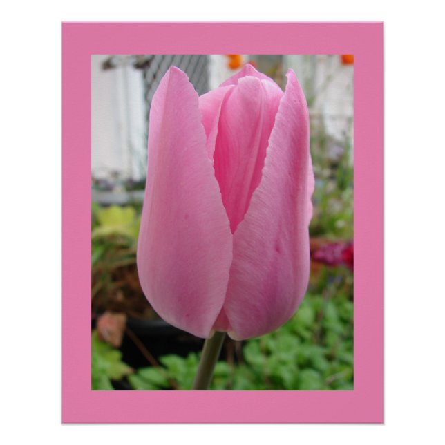 Pink Flowers Floral Tulip Tulips Garden Poster (Front)
