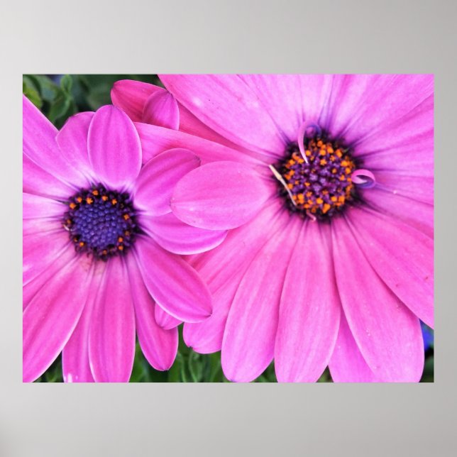 Pink Flowers Gerbera Daisy Floral Poster (Front)