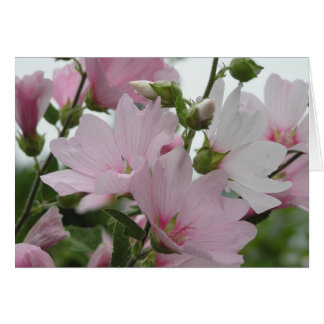 Pink Flowers Impatiens Family