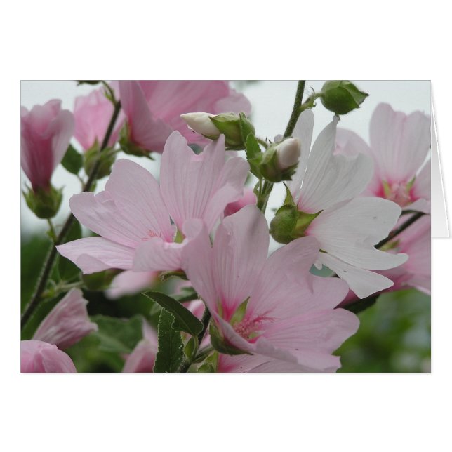 Pink Flowers Impatiens Family (Front Horizontal)