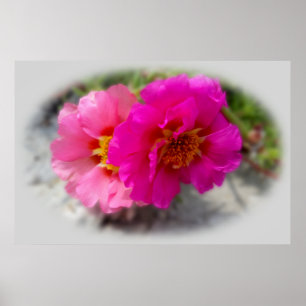 Pink flowers in the sun poster