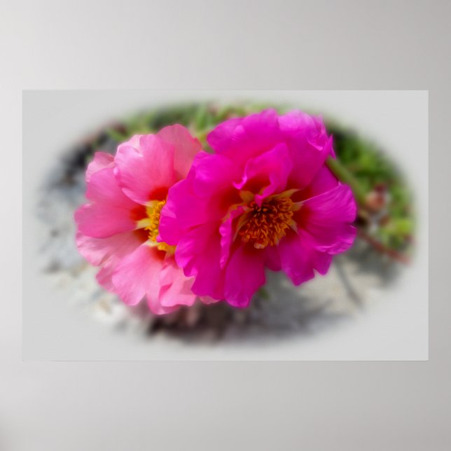 Pink flowers in the sun poster (Front)