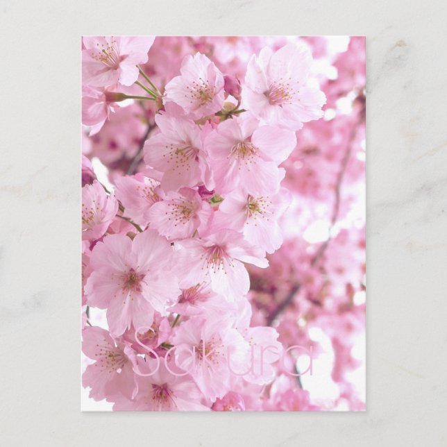 Pink Flowers Japanese Cherry Blossom Postcard (Front)