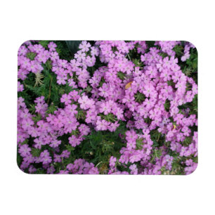 Pink Flowers magnet