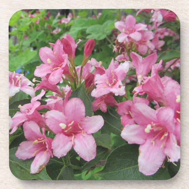 Pink Flowers of Germany Coaster (Front)