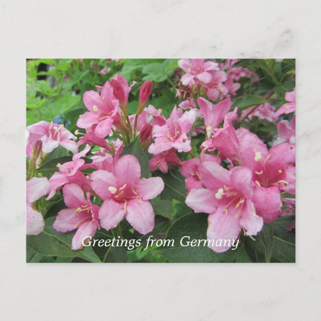 Pink Flowers of Germany Postcard (Front)