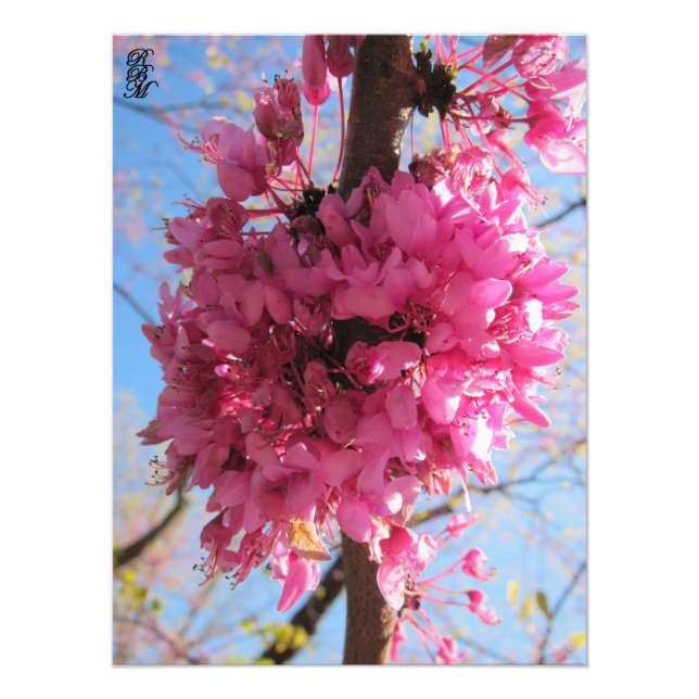 Pink Flowers on a Tree Photo Print (Front)