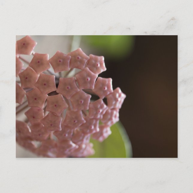 Pink Flowers Photography Postcard (Front)