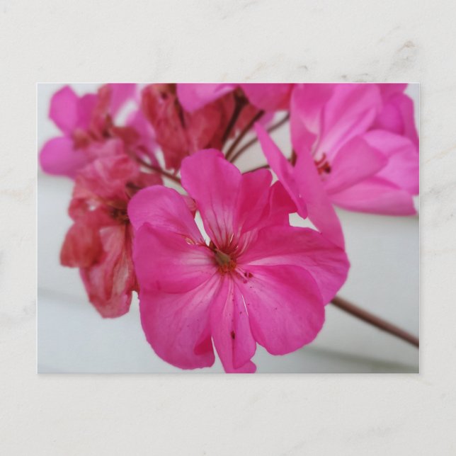 Pink flowers postcard (Front)