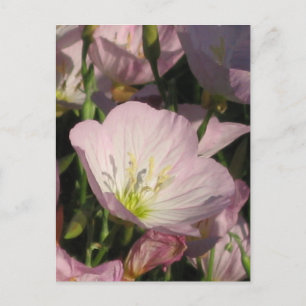 Pink Flowers postcard