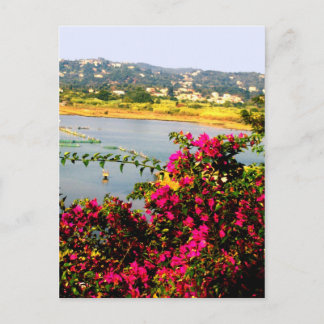 Pink flowers postcard