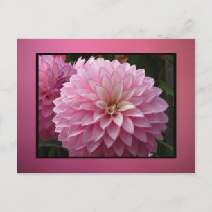 Pink Flowers Postcard