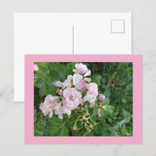 Pink Flowers Postcard