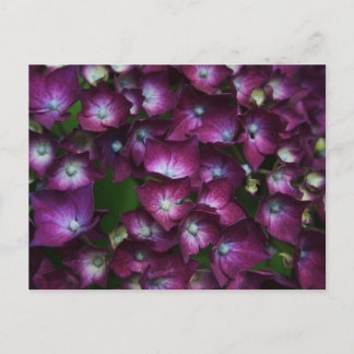 Pink Flowers Postcard