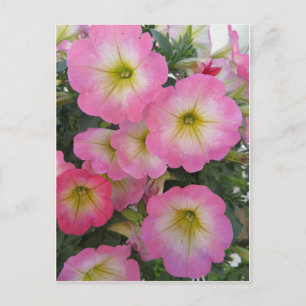 Pink Flowers Postcard