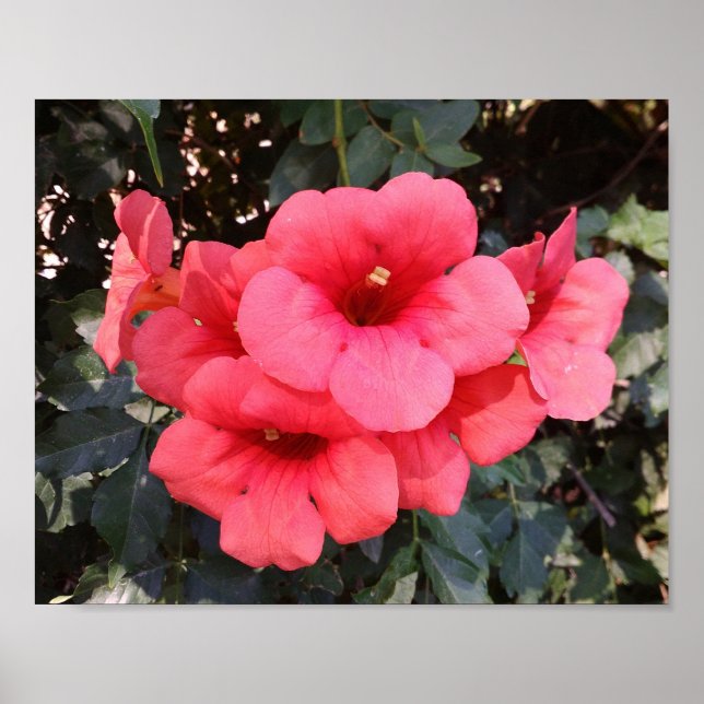 Pink Flowers Value Poster Paper (Front)