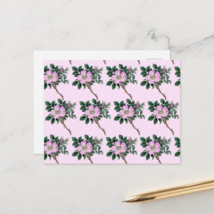 Pink Flowers, Wild Roses, Dog Rose, Floral Pattern Postcard