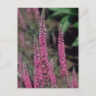 Pink Forma, (Veronica Longifolia) flowers Postcard