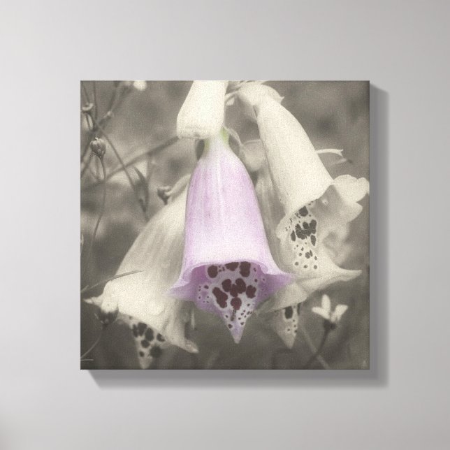 Pink Foxglove Flower Black And White Partial Colou Canvas Print (Front)