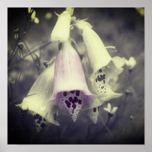 Pink Foxglove Flower Black And White Partial Colou Poster