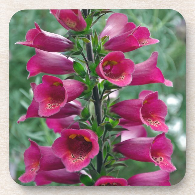 Pink foxglove flowers coaster (Front)