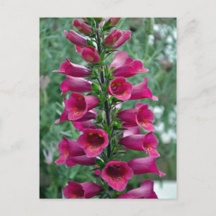 Pink foxglove flowers postcard