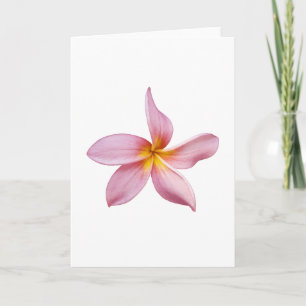 pink frangi panni card